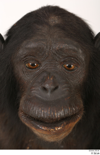 Chimpanzee Bonobo face head 0001.jpg